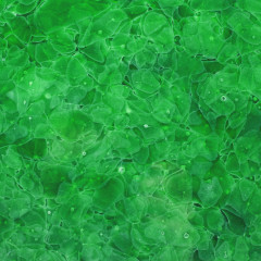 Glaskeramik Green 